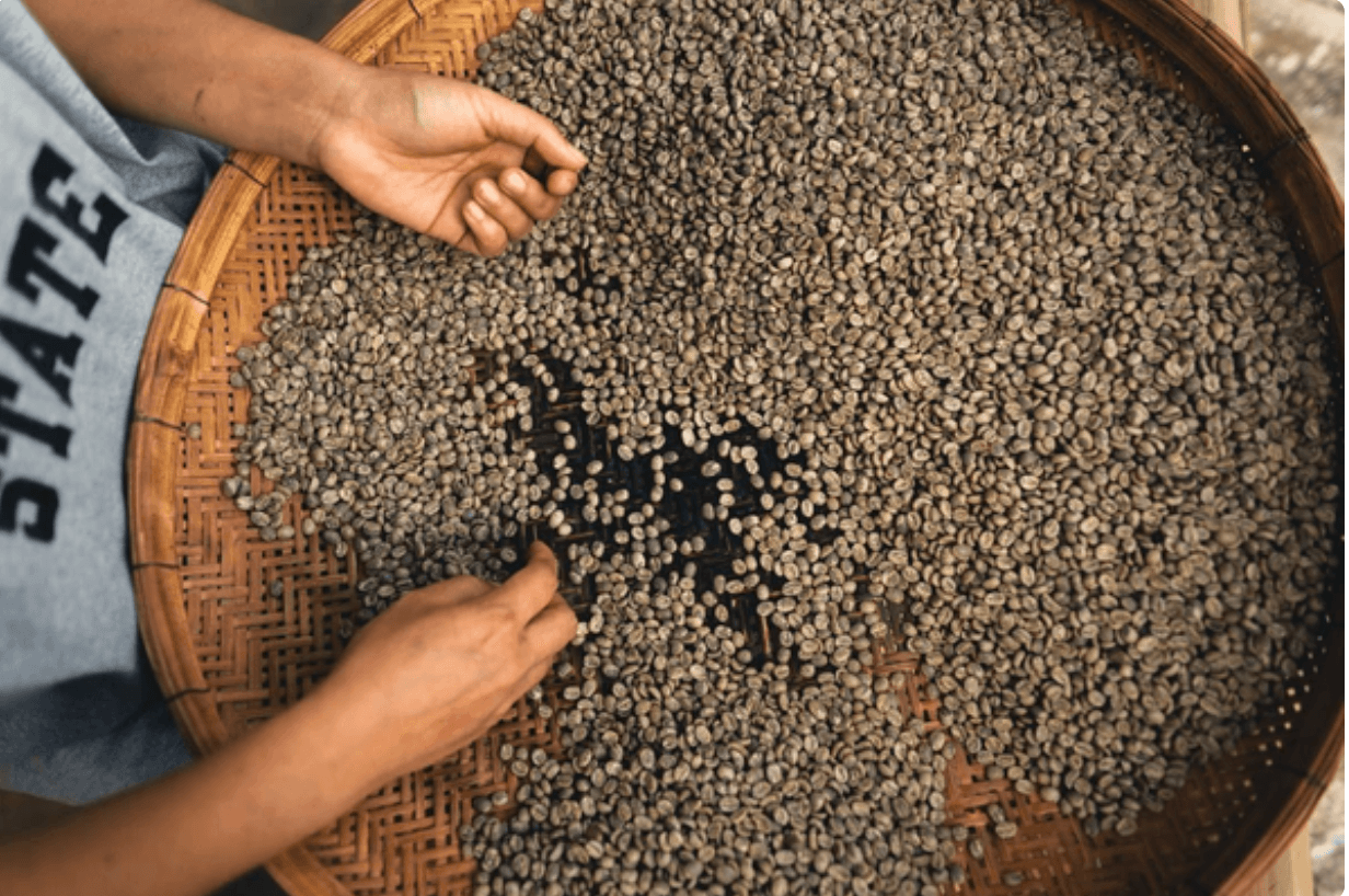 Sorting coffee beans in basket